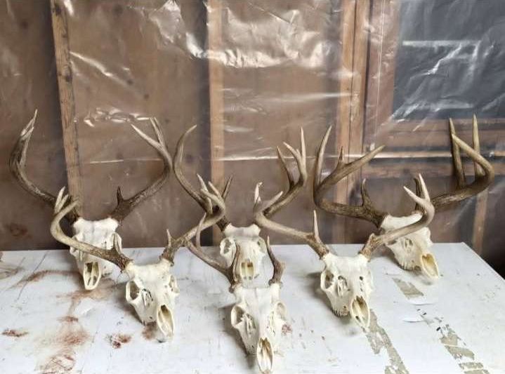 Five European mounts with antlers lined up on a white table