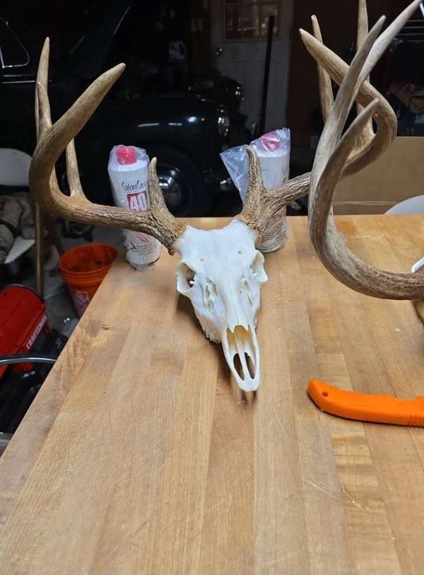 A cleaned deer skull with antlers resting on a wooden butcher-block bench