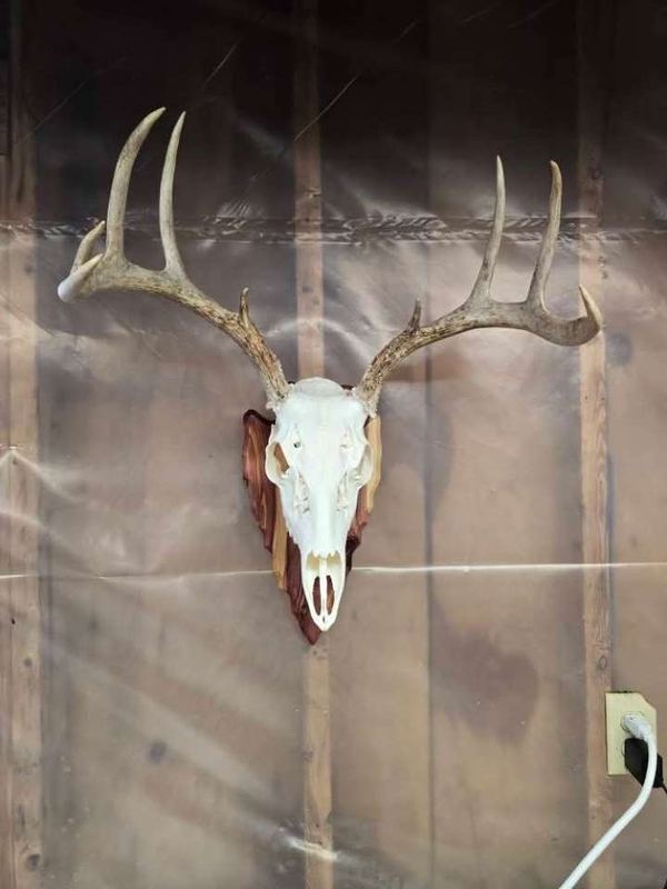 A European mount: a bleached deer skull with a full rack of antlers on a wooden plaque, hanging on the wall