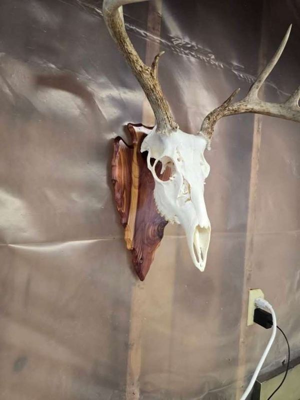 Side view of a European mount on a dark wooden plaque