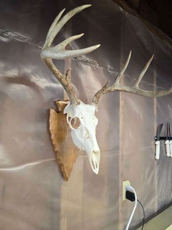 A European mount on an arrowhead-shaped wooden plaque