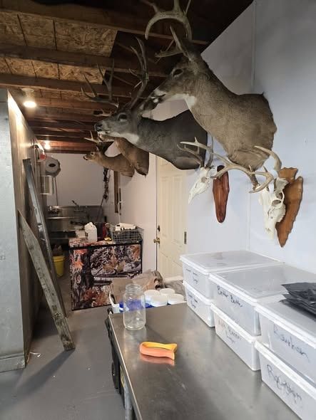 Mounted deer heads and antlered skull mounts on the wall above a stainless-steel table and labeled storage bins